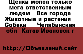 Щенки мопса только мега-ответственным людям - Все города Животные и растения » Собаки   . Челябинская обл.,Катав-Ивановск г.